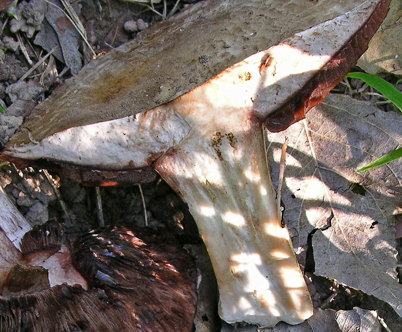 Agaricus sp. da determinare.